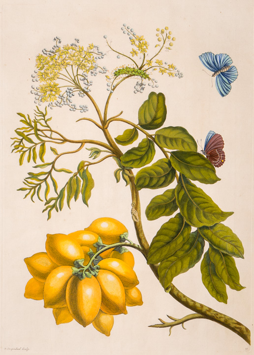Maria Sibylla Merian - gelbe Früchte